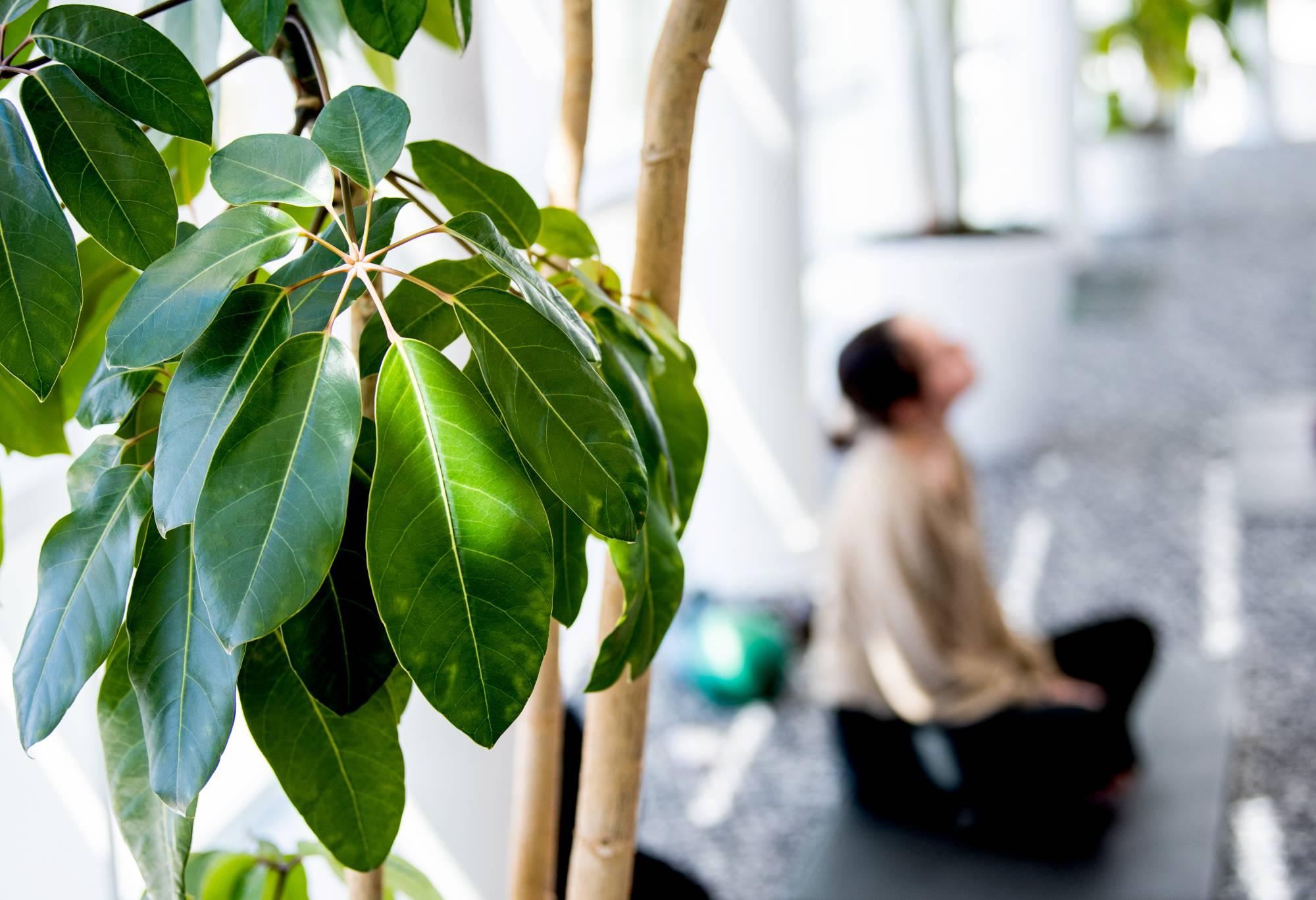 person doing yoga